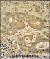IMMT Antibody (C-term)